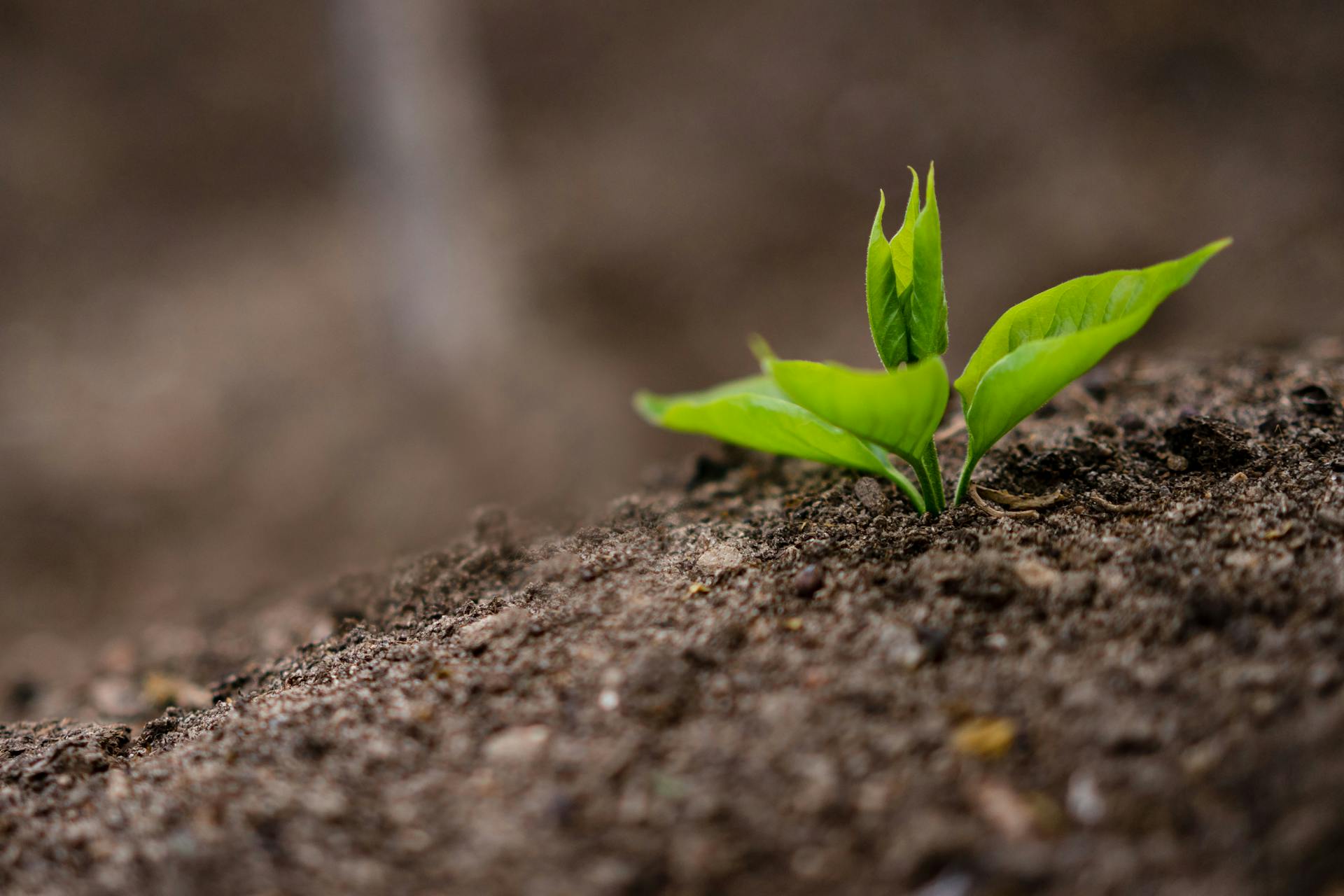 Kenya's Green Future